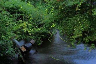 【東京3大賞螢名所之二】東京近郊「晚霞小村交流園區」自然溪谷中螢光閃閃點綴夜色