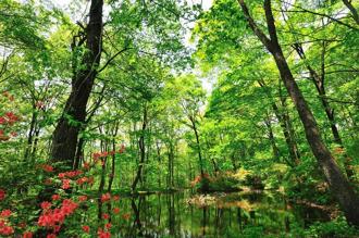 全台獨家！「森林療癒師」設計 限量森林ｘ溫泉紀行：身心靈森．深呼吸之旅