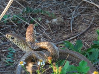 雙蛇「交纏共舞」不是求愛 真相曝光超展開