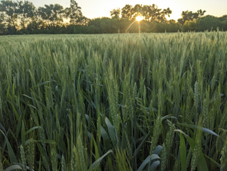「小滿」來了！4生肖忌吃2類食物 養生掌握6關鍵