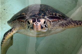 屏東海生館響應生物多樣性日 後壁湖大光沙灘野放3海龜