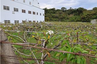 猴害、山豬肆虐農田 苗栗議員籲請農業處研擬對策