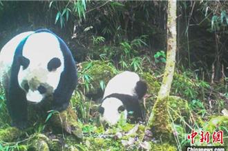 「野生大貓熊帶幼仔」畫面曝光！四川國家級自然保護區首次拍到