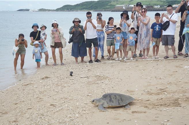 海生馆将于5月22日国际生物多样性日下午4时，在后壁湖大光沙滩进行海龟野放活动。图为过去海龟野放情况。（本报资料照片／罗琦文屏东传真）