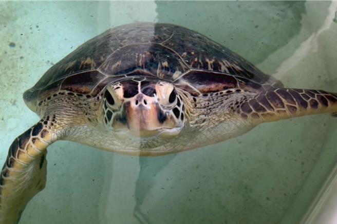 3只海龟在海生馆的收容照护之下，经兽医师评估已经恢復健康，即将回归大海。图为在屏东小琉球搁浅的绿蠵龟。（海生馆提供／罗琦文屏东传真）