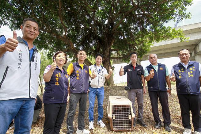后龙镇公所21日在客家圆楼举行黑天鹅入厝仪式，象徵生态活化启动。（吕丽甄摄）