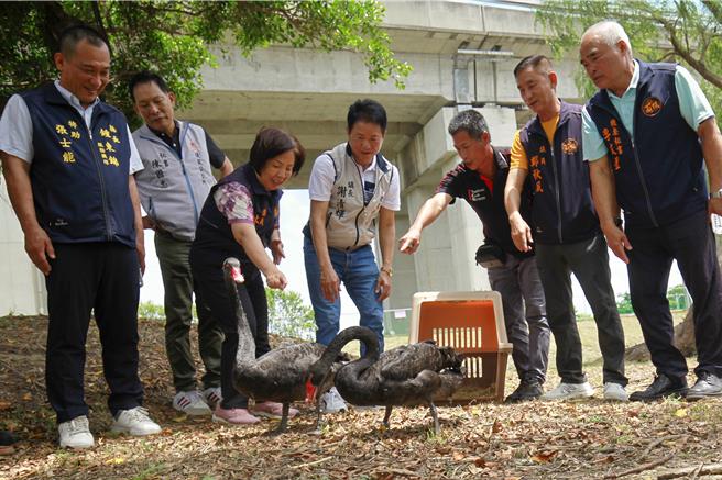 后龙镇公所21日在客家圆楼举行黑天鹅入厝仪式，象徵生态活化启动。（吕丽甄摄）