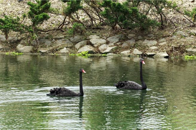 后龙镇公所21日在客家圆楼举行黑天鹅入厝仪式，象徵生态活化启动，由头份在地企业家范进轩捐赠一对珍稀黑天鹅，正式进驻北势溪水域。（吕丽甄摄）