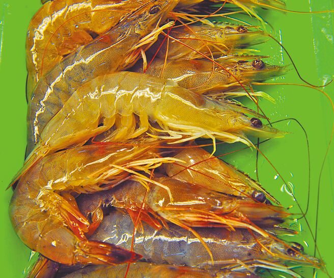 宏都拉斯与台湾断交后，传出白虾出口大受打击，外交部20日表示，我邦交国贝里斯政府已提交核准输台水产品实施清单，包括贝里斯的白虾，经卫福部食药署检视，符合相关标准，下一步将就税则进行协商，预期今年有具体成果。（本报资料照片）