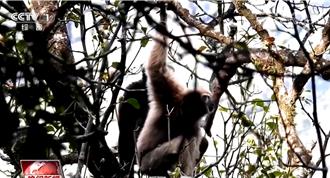 兩岸猿聲啼不住是為何？陸破解猿類「聲紋密碼」實現聞聲辨猿