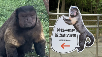 影》陸「方臉醜猴」爆紅1個月驚傳離世！ 網全震撼