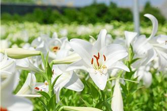 4萬株百合花海迎風綻放 後龍好望角成打卡新亮點
