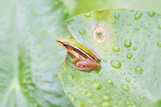桃園生物圖鑑在這裡 蘇俊賓手繪插圖秀復育成功原生種