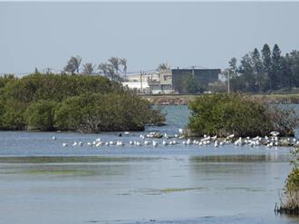 搶救成龍溼地！水位調控試驗奏效 林保署打造水鳥樂園