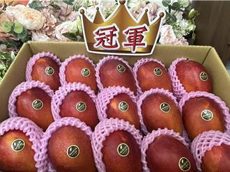 徒弟打敗師父勇奪屏東芒果王 種植祕訣曝光