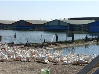 「鴨蜆共生」養殖傳統難維繫 彰化鴨農靠鴨肉香腸打開新商機