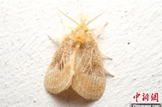 「中國最美鄉村」  江西婺源發現多個動物新種