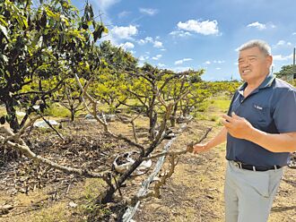 台南 釋迦今年產量減半 農嘆「害了了」