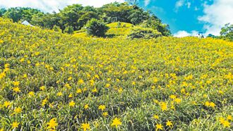 知本金針花開 台東7號迎賓