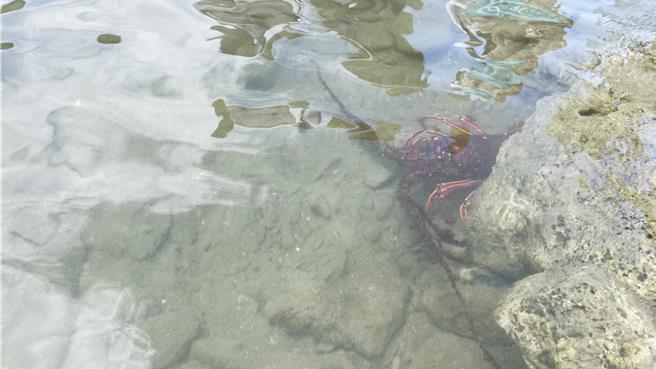 抱卵龙虾放流至富山渔业资源保育区后，随即潜入礁岩间栖息。（萧嘉蕙摄）