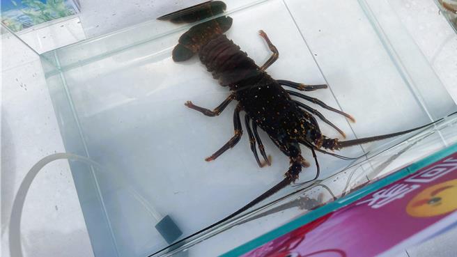 抱卵密毛龙虾。（萧嘉蕙摄）