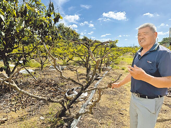 今年到3月还有寒流报到，台南归仁多处释迦果园的果树光秃秃。果农李忠元无奈说，今年收成「害了了」。（曹婷婷摄）