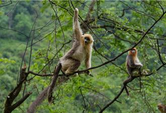 万物共生！陆生物多样性保护出新招 森林覆盖率逾25％