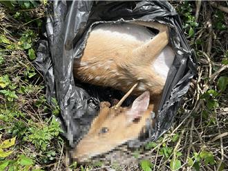 墾丁梅花鹿殺手落網！4盜獵者殘殺鋸鹿茸  抓活體賣農場