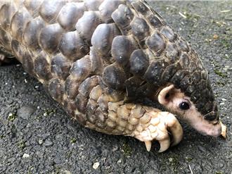 新北動保處每年救援6000件 籲碰到野生萌獸採「3不原則」