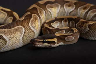 鄰居狗叫聲太吵 投訴無用 他直接放2巨蟒堵人