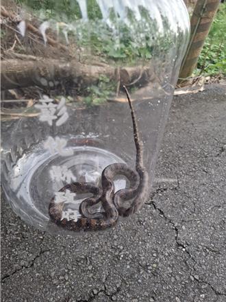 蛇去哪？彰化1至4月通報抓蛇件數下降 專家曝主因