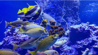 海生館「海洋粽」餵食秀慶端午！加碼鳳頭海鸚鵡見面會
