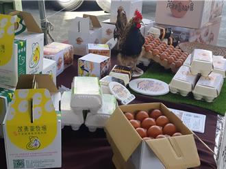 台灣雞蛋首度出口帛琉 苗栗茂林畜牧場創新里程碑