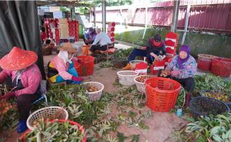 獨家》90歲阿嬤也上陣！荔枝採收缺工 高雄果園靠老人撐場