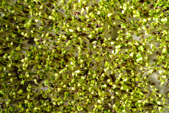 1蔬菜降血糖、抗發炎 醫曝研究：生吃最有效