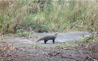 濁水溪集集攔河堰上游灘地綠廊 成石虎、穿山甲回家的路