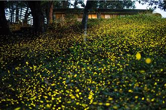 平溪紫東社區廢校變賞螢勝地 融合生態綠能打造旅遊亮點