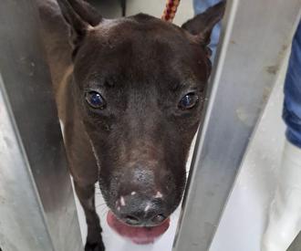 犬隻餓到搶食又流血？基隆寵物銀行遭疑不當飼養 動保所還原現場