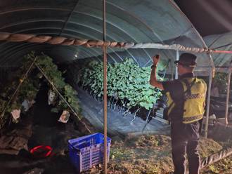 担心哈农心血遭盗窃！ 礁溪警「护瓜勤务」启动