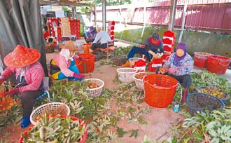 高雄 找嘸人採荔枝 9旬嬤每天上工