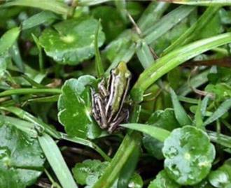 千萬復育赤蛙10年僅增14隻挨批 農業局說話了