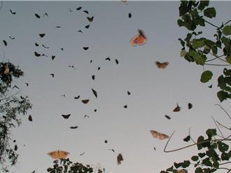墾丁6月遇紫斑蝶遷徙高峰 墾管處籲放慢車速避免路殺
