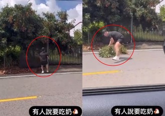 偷摘路邊「奶雞」還自錄蒐證 網怒批：猴子無極限