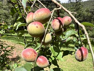 武陵農場胭脂梅結果 粉嫩外型常被誤認芒果