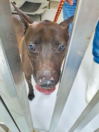 基隆收容犬見血 動保所：互咬傷