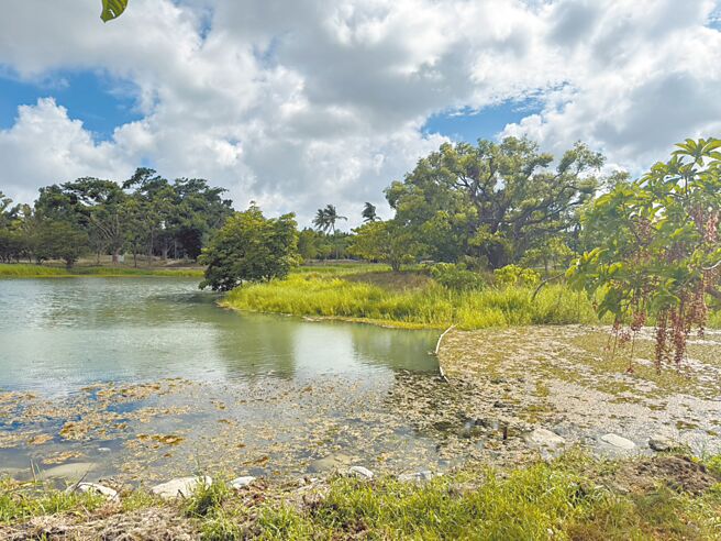 近日有民眾发现高雄卫武营公园生态池上漂浮过多水草，让工作人员疲于奔命下水清理，目前工作人员将水草集中在水池角落，避免危害生物。（纪爰摄）
