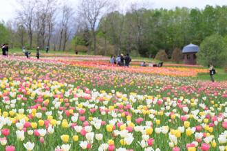 札幌近郊最大規模！國營瀧野鈴蘭丘陵公園鬱金香花海美瘋了！