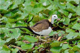 抢救凌波仙子！嘉义九芎埤復育栖地 助水雉摆脱生存危机