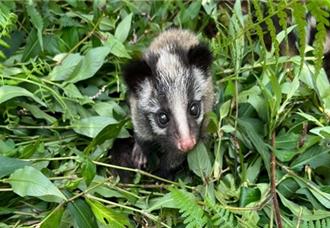 新北市擴大狂犬病防疫！首度為白鼻心等野生動物施打疫苗