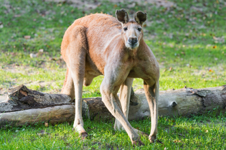 澳洲爆發洪災 袋鼠把氣出在他身上 差點鬧出命案